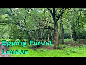 Epping Forest - A massive forest in London with peaceful sounds [4K UHD]