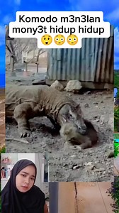 Komodo menelan mony3t hidup" #fyp #reelsviral #videoviral #jangkauanluas | Shakeel Mara