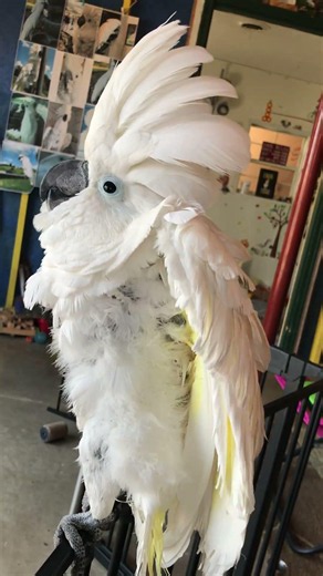 Cockatoo shows great modesty after saving Mom and wild friends from a falcon