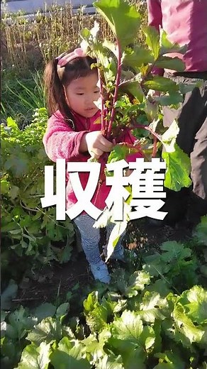 [Harvesting Red Daikon Radish Beni Kururi] We discovered red radishes! Harvesting red radishes! #...