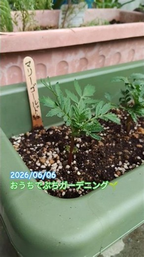 6/6 種から成長 マリーゴールド おうちでぷちガーデニング マリーゴールド #plants #花 #marigold #garden #鉢植え #マリーゴールド