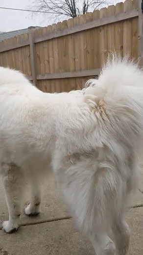 Deep howling Great Pyrenees.
