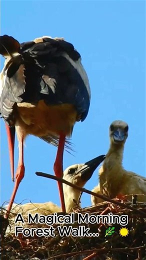 Stork Parents Feed Their Babies in the Nest #nature #wildlife #animals