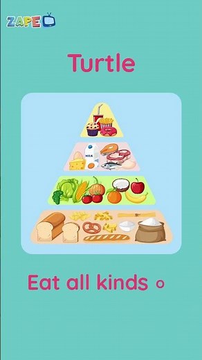 All About Turtles! 🐢 | Fun Facts for Kids | Learn About Sea & Land Turtles #zapetv #shorts #kids