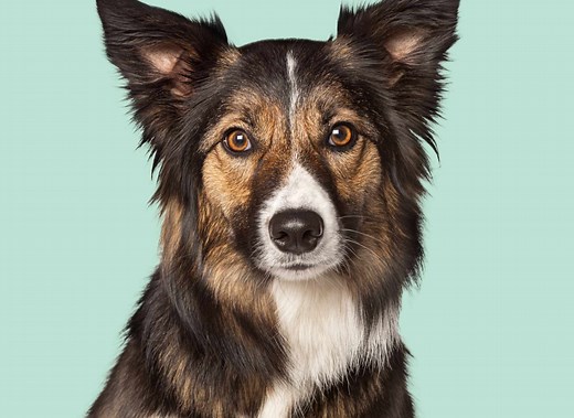 KeyScreen® GI Parasite PCR | Antech Diagnostics