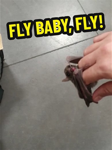 Orphan pup practicing flight, just before takeoff, with foster mom. #bat #baby #puppy #flying #flight