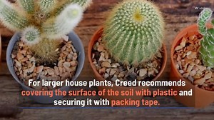 3 things you should know about moving plants to a new home