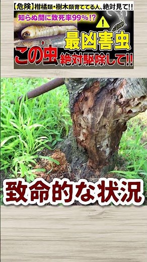 【危険】知らないと怖カミキリムシの幼虫の危険性と駆除方法【被害予防】