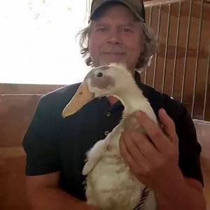 2.5K views · 534 reactions | ⭐⭐⭐⭐⭐ "Each year, hundreds of thousands of ducklings and goslings leave the Metzer family farm when they’re just one day old, fluffy, fuzzy, and golden, bound for back yards and ponds across the country and around the world." ~ Tory T., Gonzales, CA | Metzer Farms | Facebook