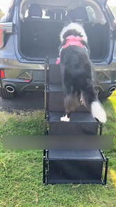 262 reactions · 16 shares | FINALLY! Stairs So Good, Your Dog Will REFUSE to Jump in the Car!  Even lazy pups will sprint to use them! ✨ Ultra-light, 4-step safety & fits anywhere!  | FUNNYFUZZY | Facebook