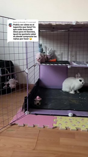 Construcción de un hábitat perfecto para conejitos