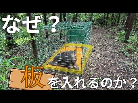 コンパネ板と電気止め刺し機を使ってイノシシ捕獲を効率的に行う！