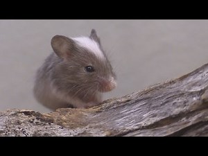 A Little Scrap of Life, cute baby mouse