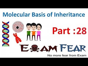 RNA : Adapter Molecule Video Lecture | Biology Class 12 - NEET