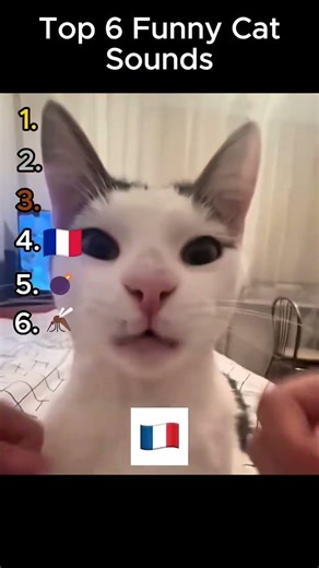 Ranking Cat Sounds That'll Make You Laugh #funny #cats #trending