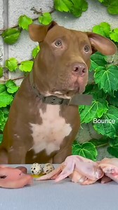 Follow & Share to get more our videos😂 Pitbull eating raw foods#Mukbang #asmr #viral | Fern Reynolds