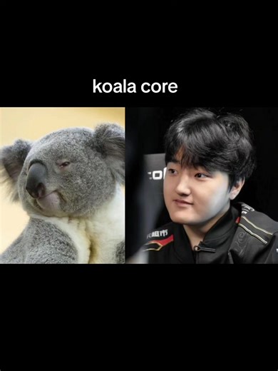 Peyz: Một Con Koala Đặc Biệt