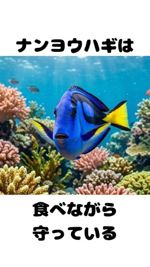 ナンヨウハギは、食べながら守っている