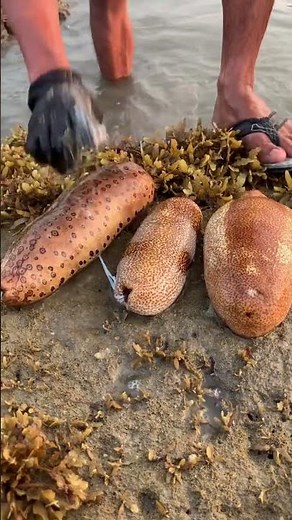 Harvesting Giant Sea Cucumbers | Nature’s Weirdest Creatures