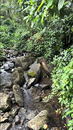 El Yunque National Forest Puerto Rico 🎥4K #ElYunqueNationalForest #puertoricotravel #discoverpr