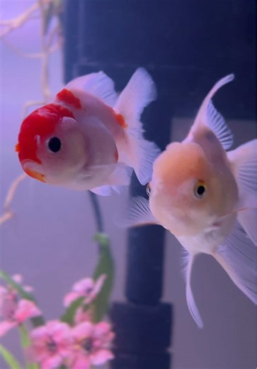 Oranda Goldfish Care: Watch Their Adorable Antics