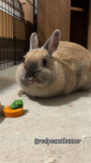 Peanut 🐰🥜 | Goodnight plum 💤 🥜 🐰 #bunny #netherlanddwarf #cute #rabbit #peanut | Instagram