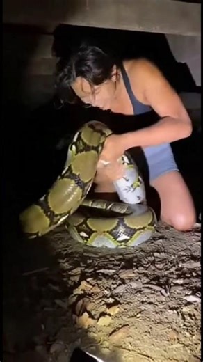Brave Young Woman Saves Tiger from Giant Python 🐅🐍#shorts #rescue #animals #wildlife
