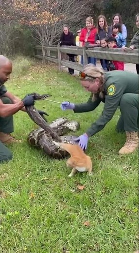 Wildlife Officers Saving a Cat From Python #wildliferescue #wildlife #animals