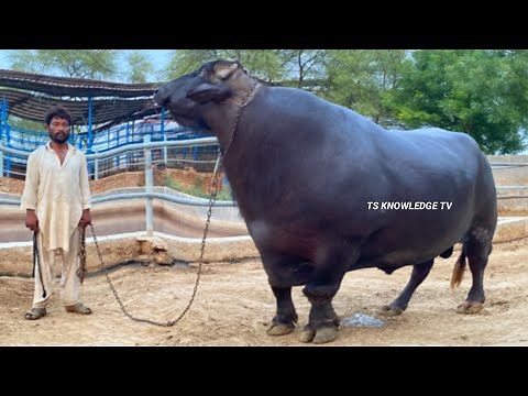 World Best Buffalo Bulls of Mehr Aslam Sial Nili Ravi Buffalo Dairy and Cattle Farm Khanewal