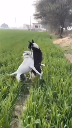 dogo.tuyserkan..hamedan2 on Instagram: "🥴🥴🥴"