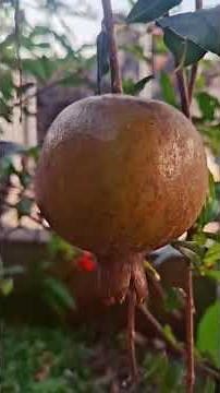 Super Red Pomegranate: Bearing Heavy Fruit in Under 1 Year