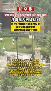 A girl was bitten by two large dogs and suffered fractures and contusions on her right kidney. The black dog involved has been found. Doctor: If surgical exploration is performed now, the probability of losing the kidney is very high. The best solution is conservative treatment. | Beijing News 新京报