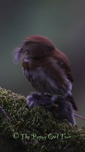 1K views · 95 reactions | In the hush of twilight, the Northern Pygmy Owl dines in quiet triumph—feathers fluffed, eyes gleaming, nature’s fierce little shadow savoring the spoils of the hunt. #thypygmyowltour #northernpygmyowl #owl #owlsofinstagram #owlphotography #wildlife #owls | Thy Pygmy Owl Tour | Facebook