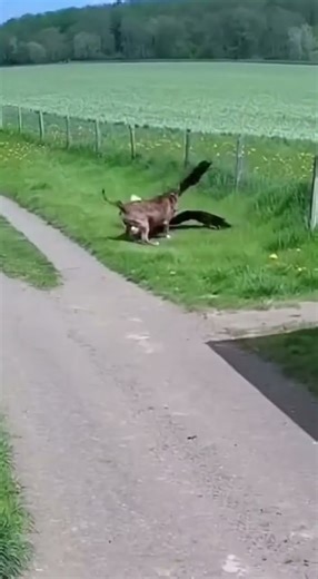 Shocking Eagle Attack on Cat! Dog Fights Back CCTV Footage #cctvcamera