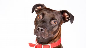 The Dog House - Series 2: Episode 15 | Channel 4