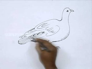How to Draw an American Golden Plover