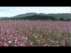 2013.10・藤原宮跡のコスモス［Cosmos］（奈良県橿原市）