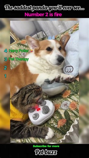 The Saddest Panda You’ll Ever See 🐼😭