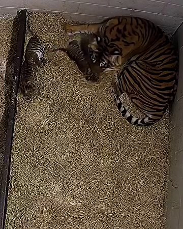286K views · 31K reactions | An early morning grooming session   | Nashville Zoo | Facebook