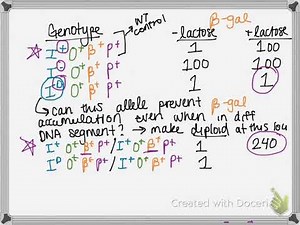 BIO 113 Lac repressor