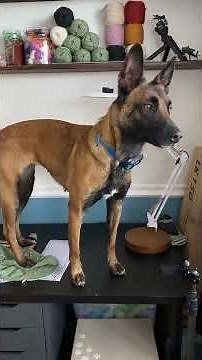 Energetic belgian malinois in action