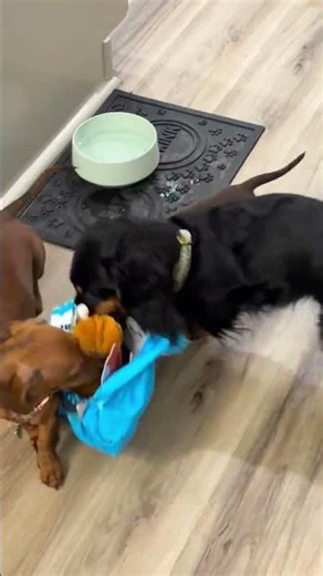 BarkBox delivery day is officially the best day of the month! 📦 The crew can’t wait to tear into