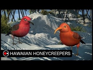 Hawaiian Honeycreepers: Evolution in Hawaii