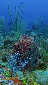 Something worth fighting for 🪸🐠 The Mesoamerican Reef is home to the largest barrier reef in the Western hemisphere. This rich tapestry of marine ecosystems includes coral reefs, mangrove forests, beaches and dunes, lagoons, seagrass beds, and coastal wetlands that stretch over 625 miles along the coasts of Mexico, Belize, Guatemala, and Honduras. Sadly, more than half of the reef is currently in poor or critical condition from climate change, overfishing, plastic/chemical pollution, coastal d