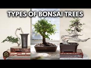 Beginner Bonsai Series - Chapter 3: Bonsai Styles & Appearances