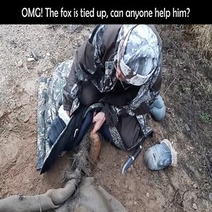 16K views · 135 reactions | the fox was tied up for some reason, and now he can't get out. #animal | Lovely | Facebook