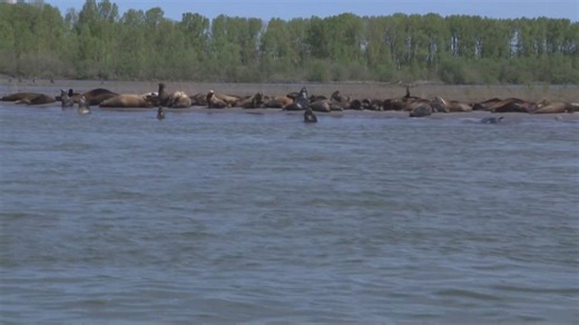 Columbia River anglers battle growing sea lion invasion: 'The devastation'