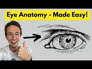 Eye - Structures and Functions!