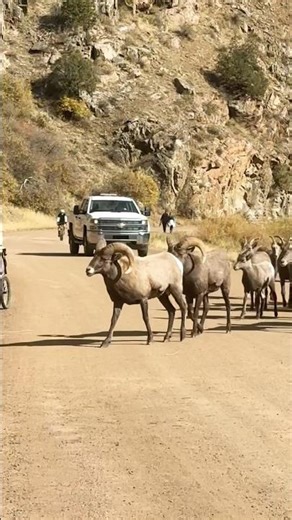 Wildlife Harassment by Park Ranger #wildlife #bighornsheep #animals #rams