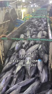 Fresh Skipjack Tuna🐟 @ conveyor Purse Seiner Fishing @ South Pacific Ocean #highlightseveryone #highlightsシ゚ #jjrendonjumuad #mananagat #StormWarning #highlight #tuna #fishing #followerseveryone #mangingisda #ontario #fish #freezing #sealife #farmlife #stormwarning #forecast #animalcare #fishinglife | JJ Rendon Jumuad
